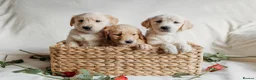 Golden Retriever dogs for sale: Beautiful golden retrievers - Advert 6