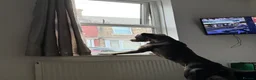 Mixed Breed dogs for sale: Cane Corso x Staffy in Mexborough - Advert 5