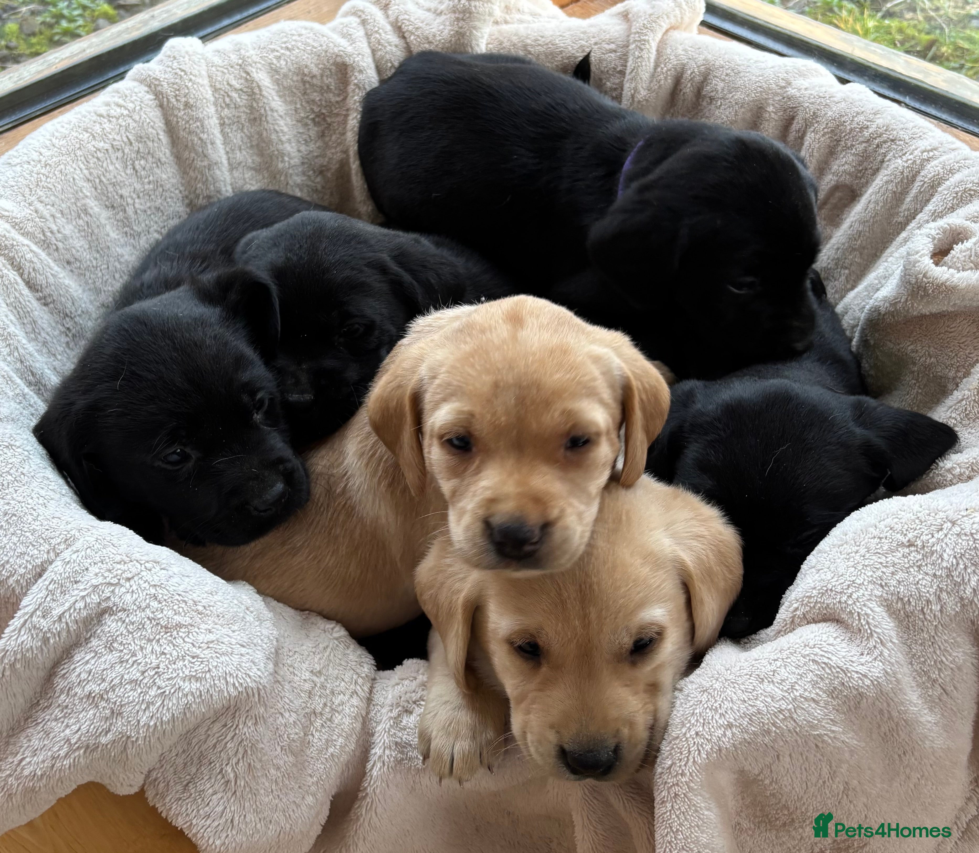 Labrador Retriever dogs Stunning Labrador Puppies KC registered DNA Tested - Advert 2