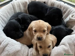 Labrador Retriever dogs Stunning Labradors KC registered DNA Tested Hip Sc - Advert 1