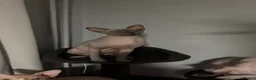 Sphynx cats for sale: Sphynx kittens  - Advert 3