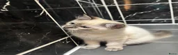 Ragdoll cats for sale: Boy and Girl Ragdoll in Woodford Green - Advert 10