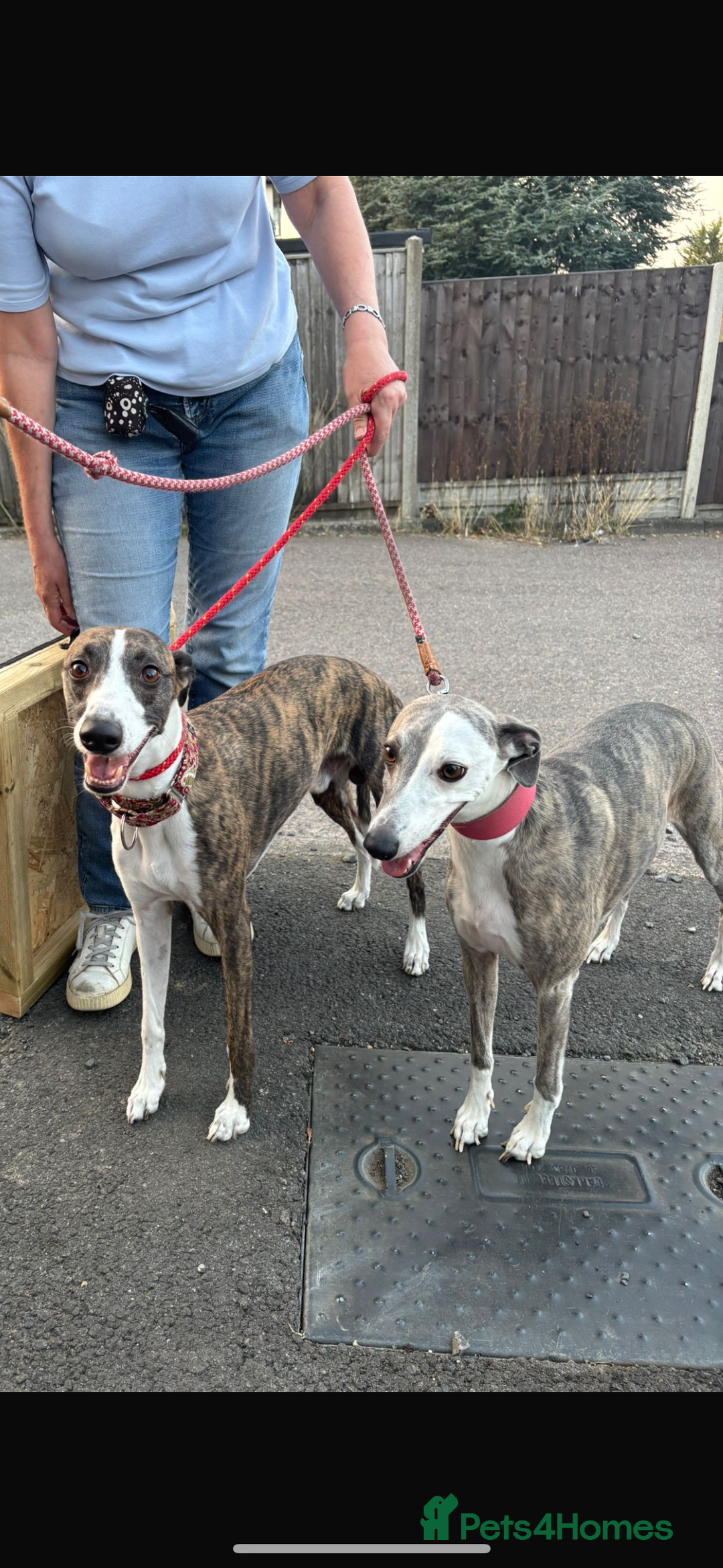 Whippet dogs for sale: Beautiful Blue Girl Whippet pup LAST ONE - Advert 9