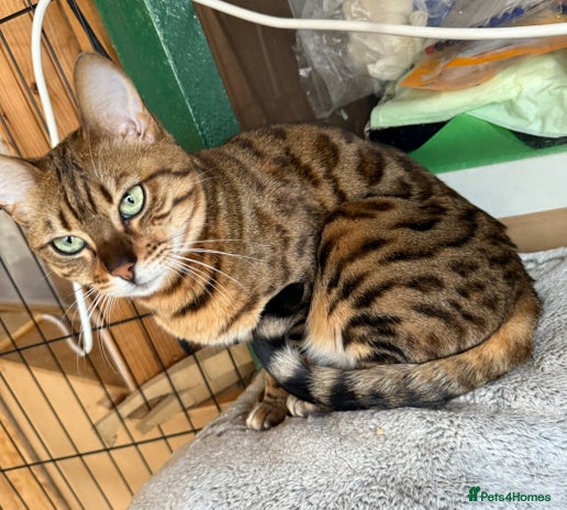 Bengal cats in London - Advert 2