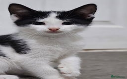 Domestic Shorthair cats for sale: Beautiful Kittens ready now in Chelmsford - Image 1