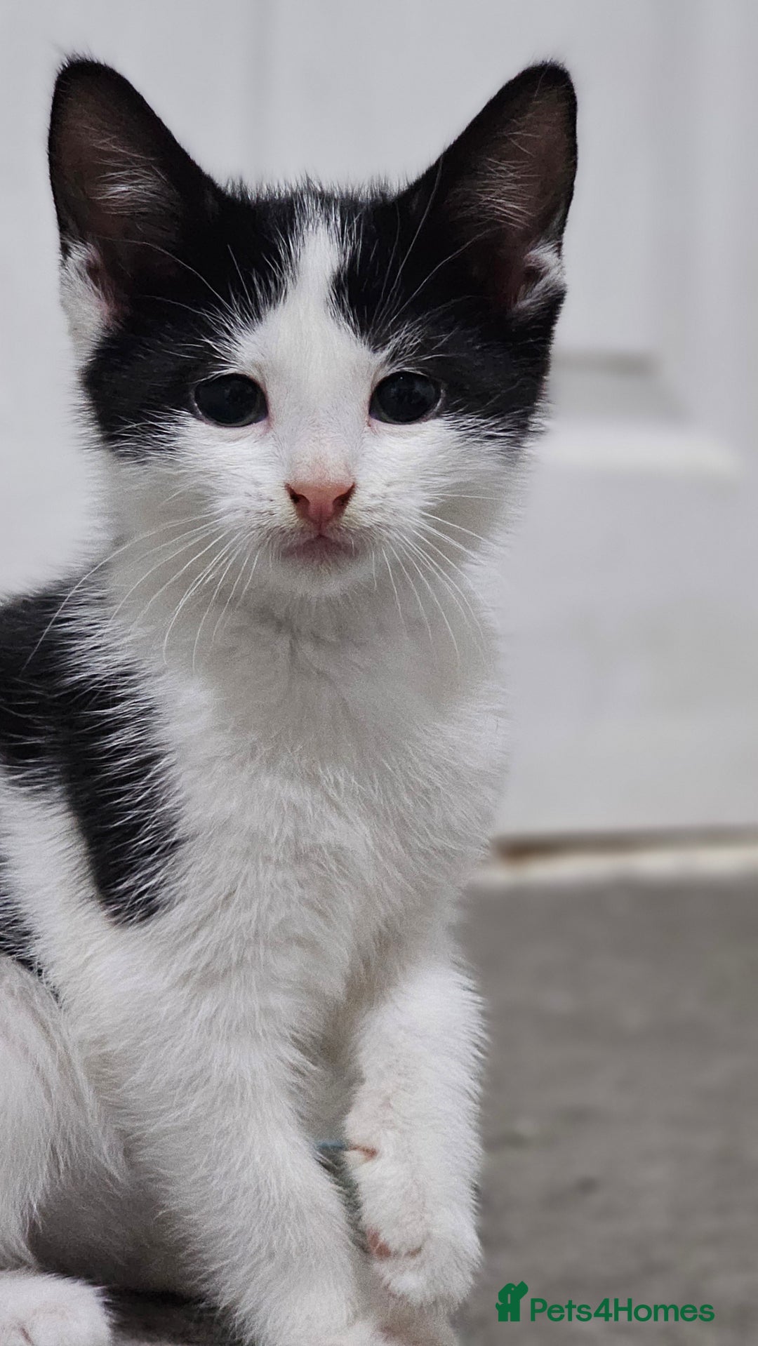 Domestic Shorthair cats for sale: Beautiful Kittens ready now in Chelmsford - Image 1