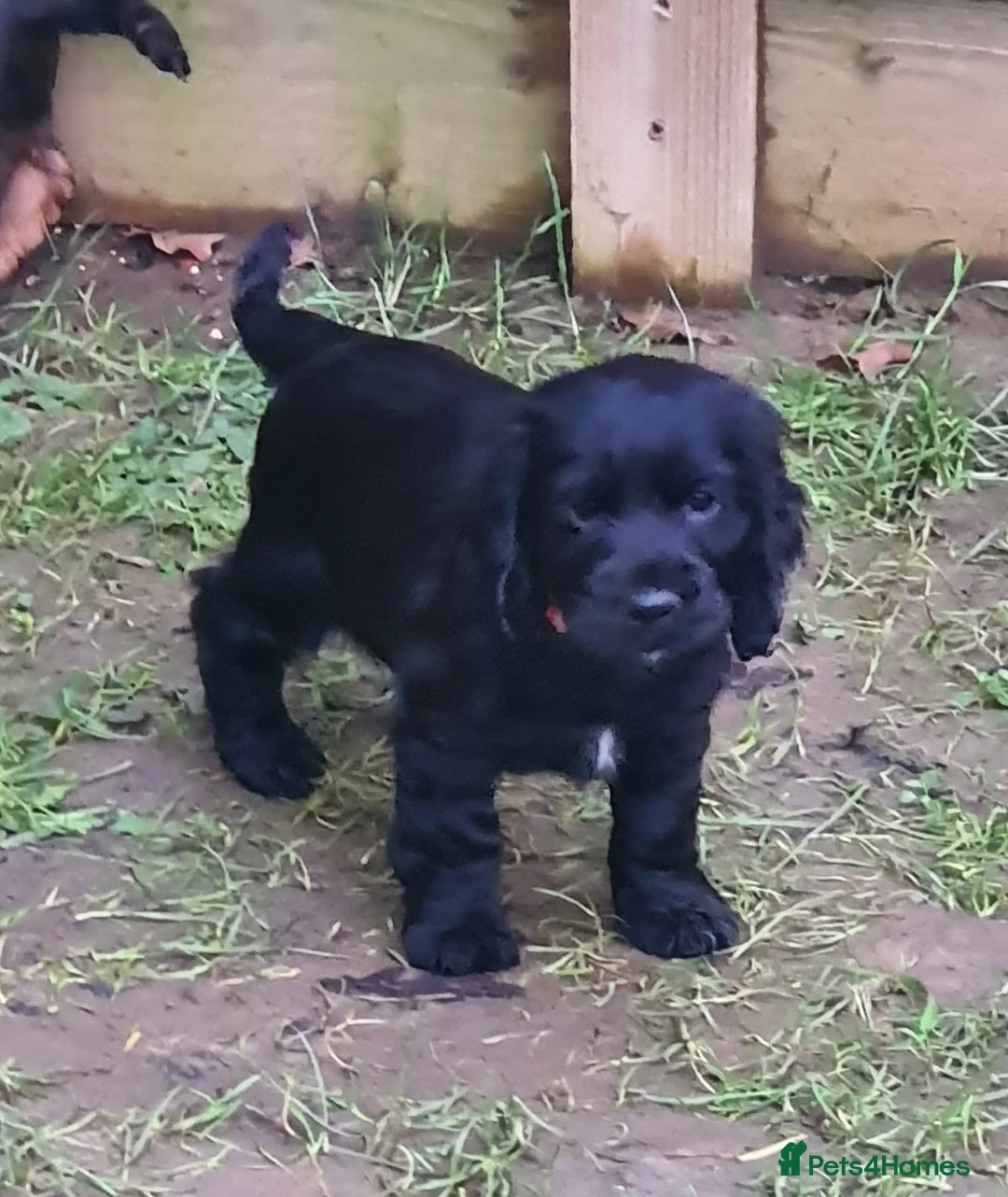 Cocker Spaniel dogs for sale: Gorgeous show cocker spaniel  - Advert 4