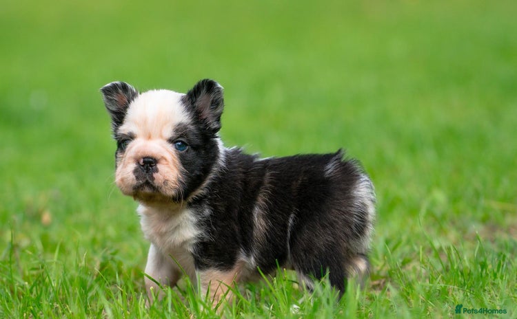 French Bulldog dogs - Advert 1