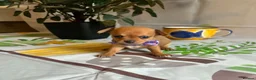 Chihuahua dogs for sale: Beautiful Chihuahua Puppies - Advert 9