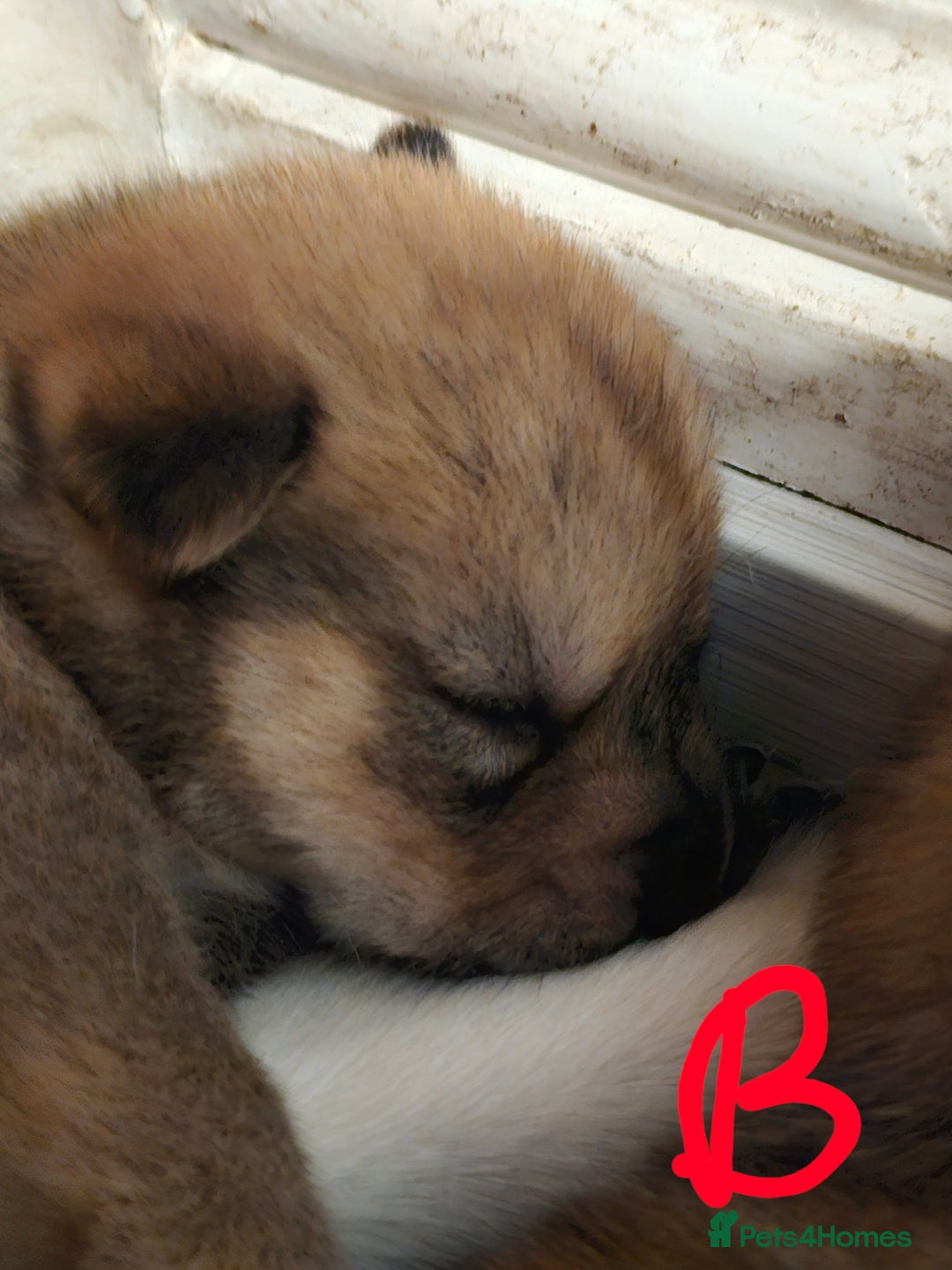 Mixed Breed dogs for sale: Chowsky chow chow x siberian husky  - Advert 6