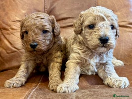 Toy Poodle dogs - Advert 2