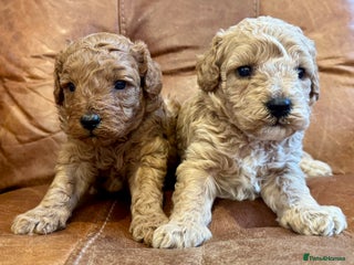 Toy Poodle dogs - Advert 2