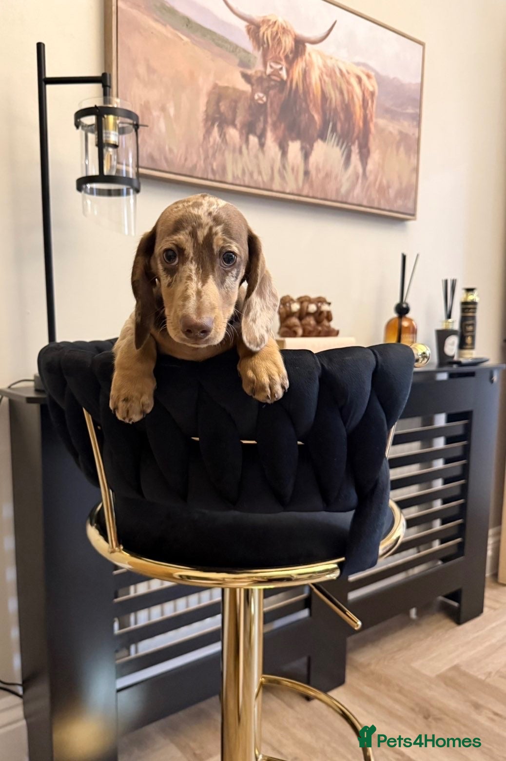 Miniature Dachshund dogs Short haired miniature dachshund  - Advert 2