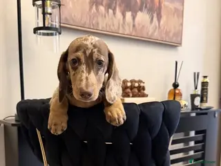 Miniature Dachshund dogs Short haired miniature dachshund - Advert 6