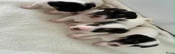 Jack Russell dogs for sale: Beautiful Jack Russel puppies for sale  - Advert 6