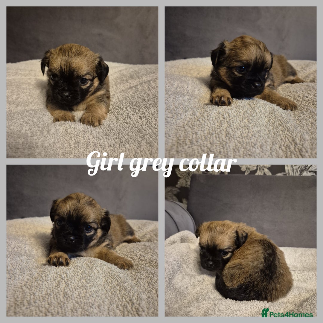 Chug dogs for sale: Chug puppies  - Image 3