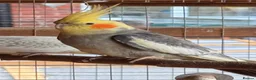 Cockatiels birds for sale: Cockatiels for rehoming - Advert 2