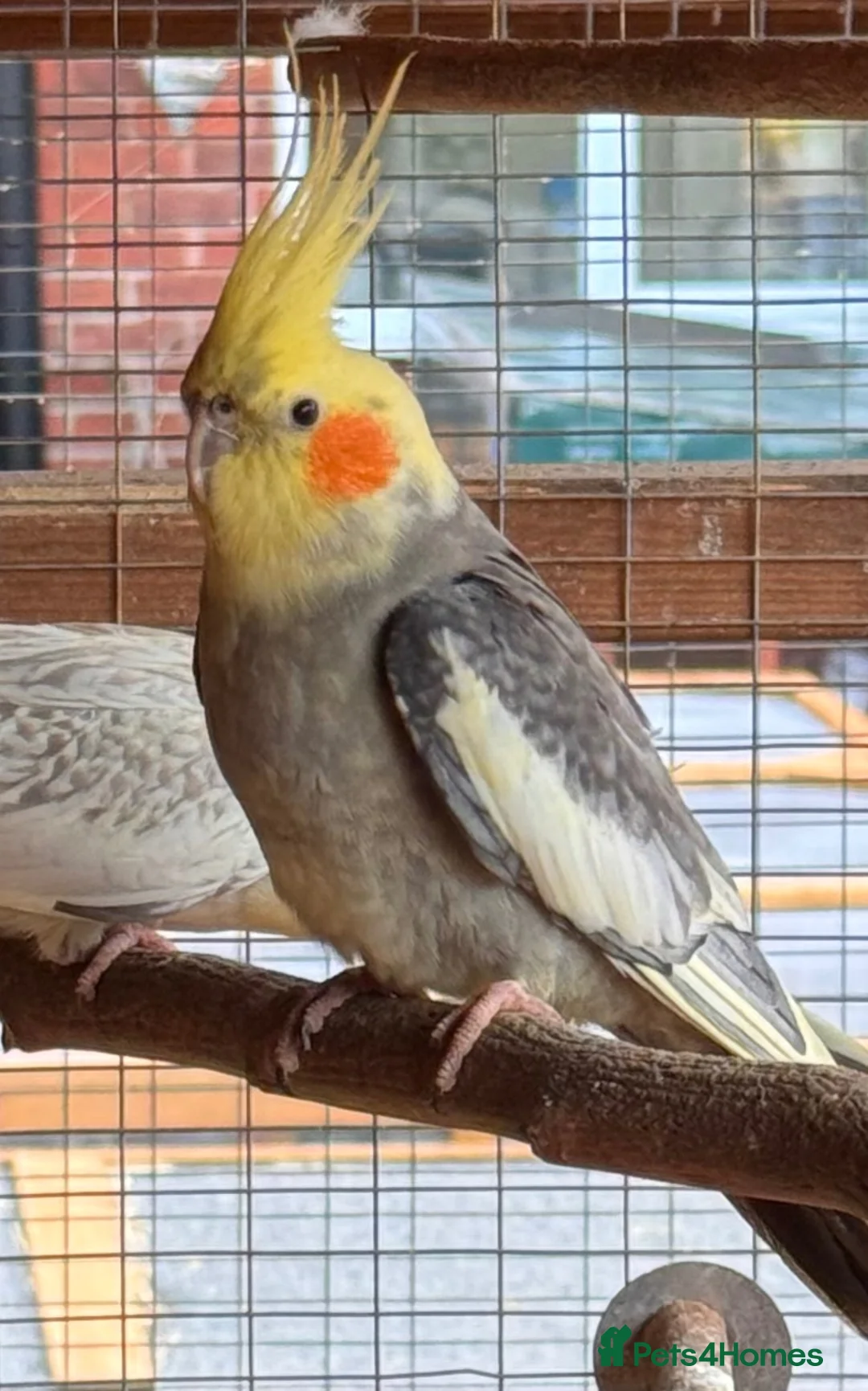Cockatiels birds for sale: Cockatiels for rehoming - Advert 2
