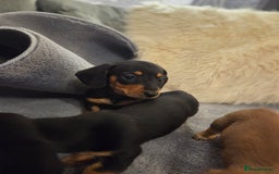 Miniature Dachshund dogs for sale: 10% legs 90% sass 100% lovable  - Image 9