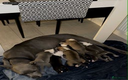 American Bull Staffy dogs for sale: For sale - Image 1