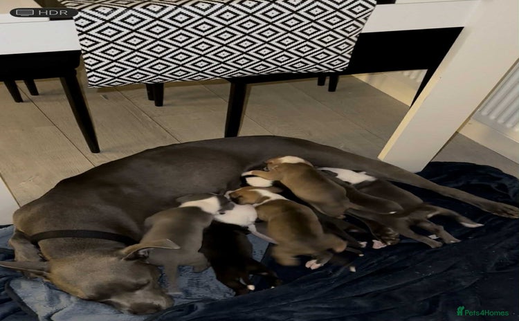 American Bull Staffy dogs - Advert 1
