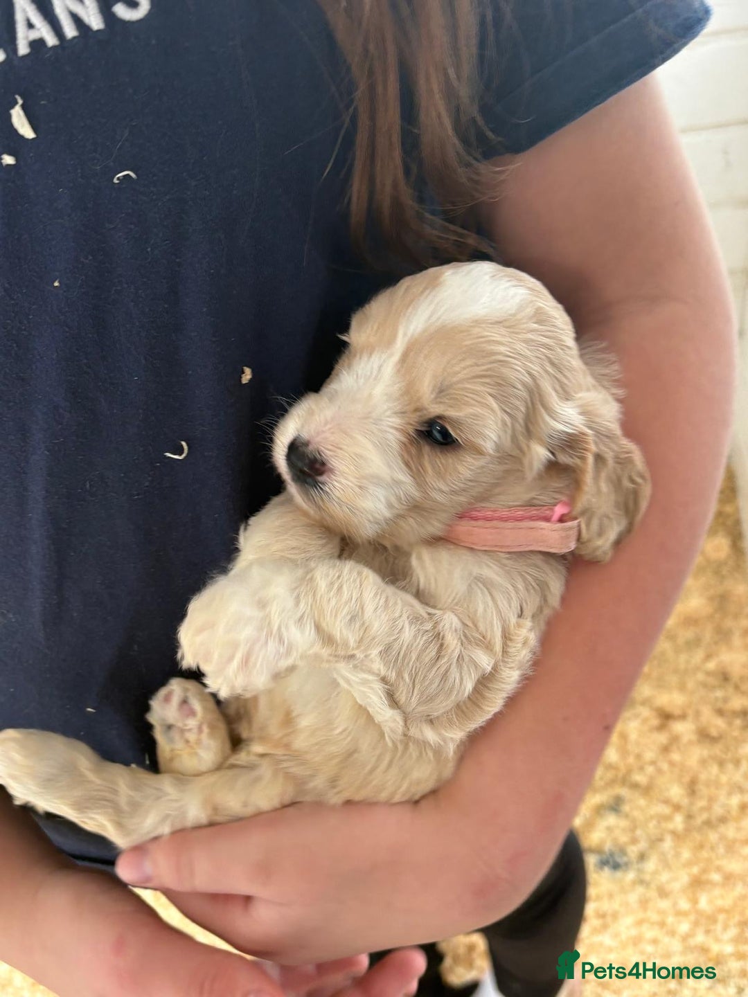 Cockapoo dogs for sale: 5 cockapoo puppy ready 13nov  - Image 3