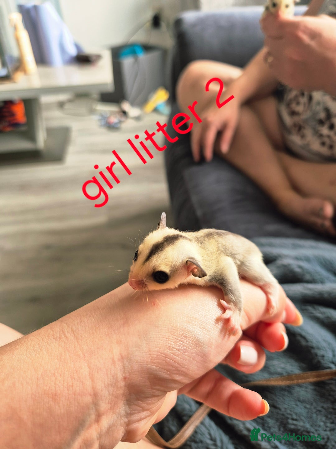 Sugar Glider rodents for sale: 4 baby sugar gliders ready 13th sept price each  - Image 12
