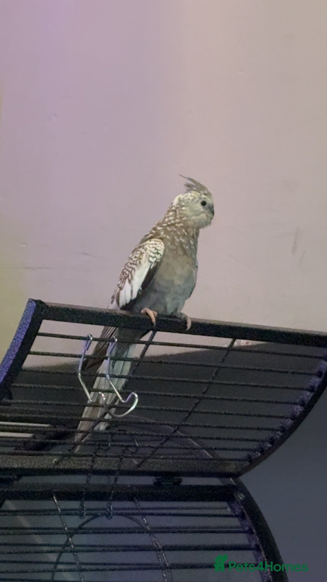 Cockatiels birds for sale: Cockatiel- 3 months - Advert 1