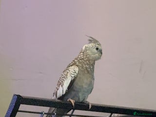 Cockatiels birds Cockatiel- 3 months - Advert 1