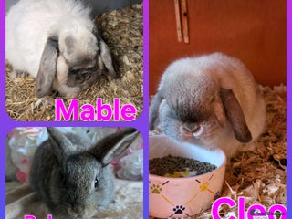 Mini Lop rabbits ♥️Very friendly mini lops available FROM £30♥️ - Advert 15