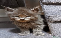 Maine Coon cats for sale: Purebred Blue Maincoon Kittens  - Image 17