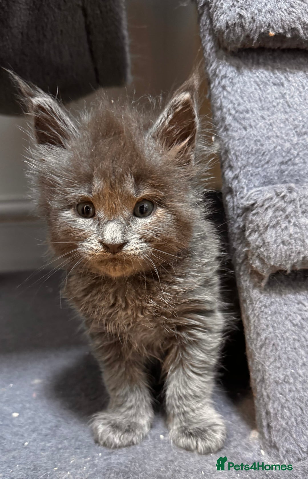 Maine Coon cats for sale: Purebred Blue Maincoon Kittens  - Image 17