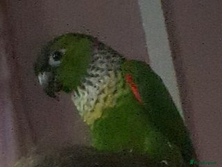 Conures birds Black capped conure - Advert 3