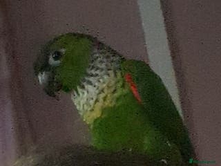 Conures birds Black capped conure - Advert 7
