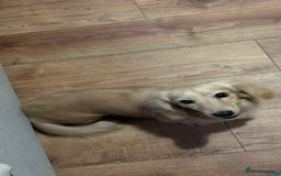 Miniature Dachshund dogs for stud: Long coat cream stud - Image 6