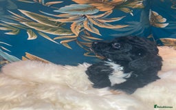 Shihpoo dogs for sale: 1 beautiful Sable shihpoo boy  - Image 2