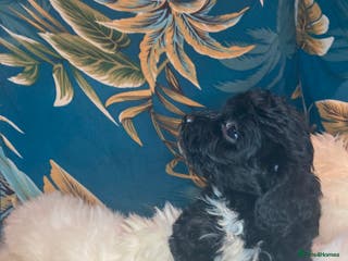 Shihpoo dogs WAITING LIST Toy shihpoo 2026 spring babies - Advert 6