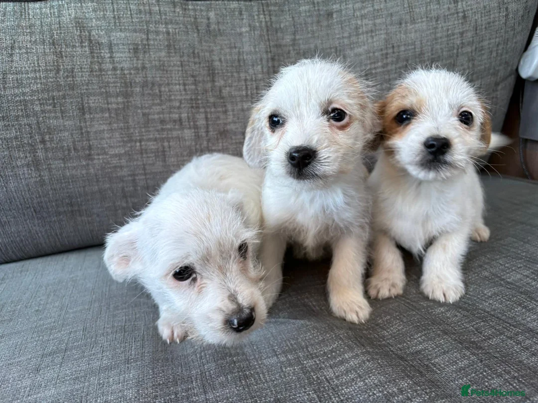 Mixed Breed dogs for sale: Jack Russel terriers  - Advert 1