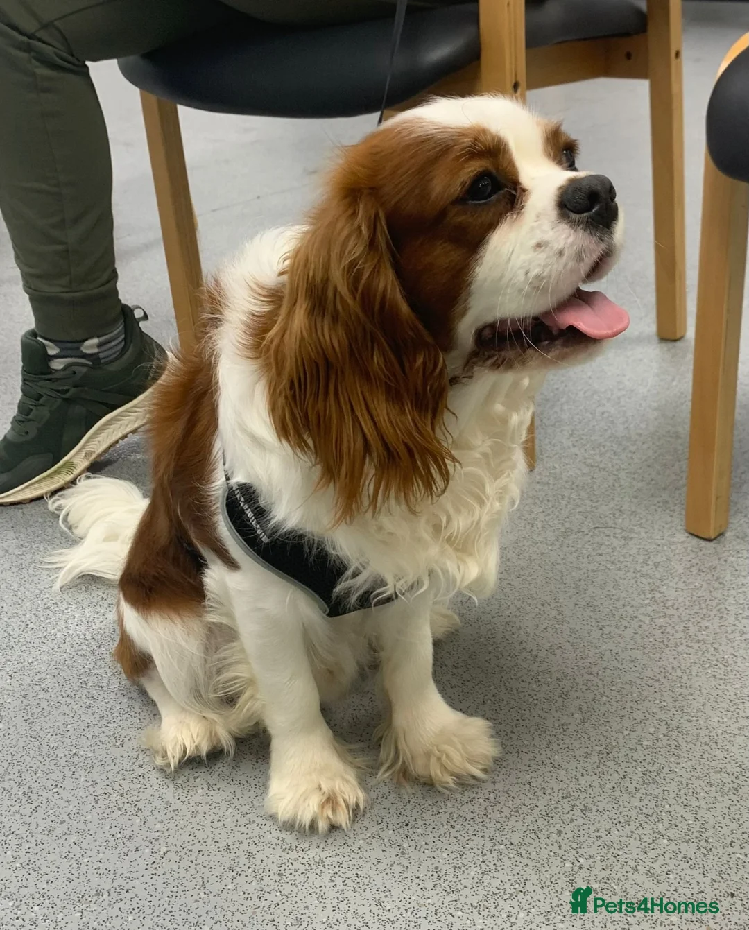 Cavapoo dogs for sale: Beautiful Cavapoo F1 puppies  - Advert 17