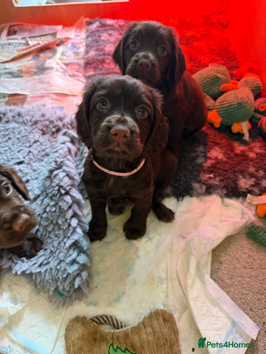 Cocker Spaniel dogs for sale: KC Registered Working Cocker Spaniels  - Advert 22