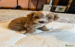 Maltipoo dogs for sale: Real life teddy bear f1 Maltipoos ❤️💥 - Image 34