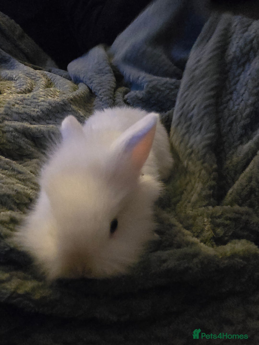 Mixed Breed rabbits for sale: Rabbits for sale.  - Advert 17