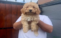 Cavapoo dogs for sale: cavapoo puppies for sale  - Image 3