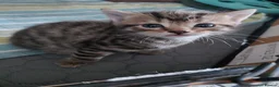 Mixed Breed cats for sale: 4 gorgeous female kittens! in Morpeth - Advert 7