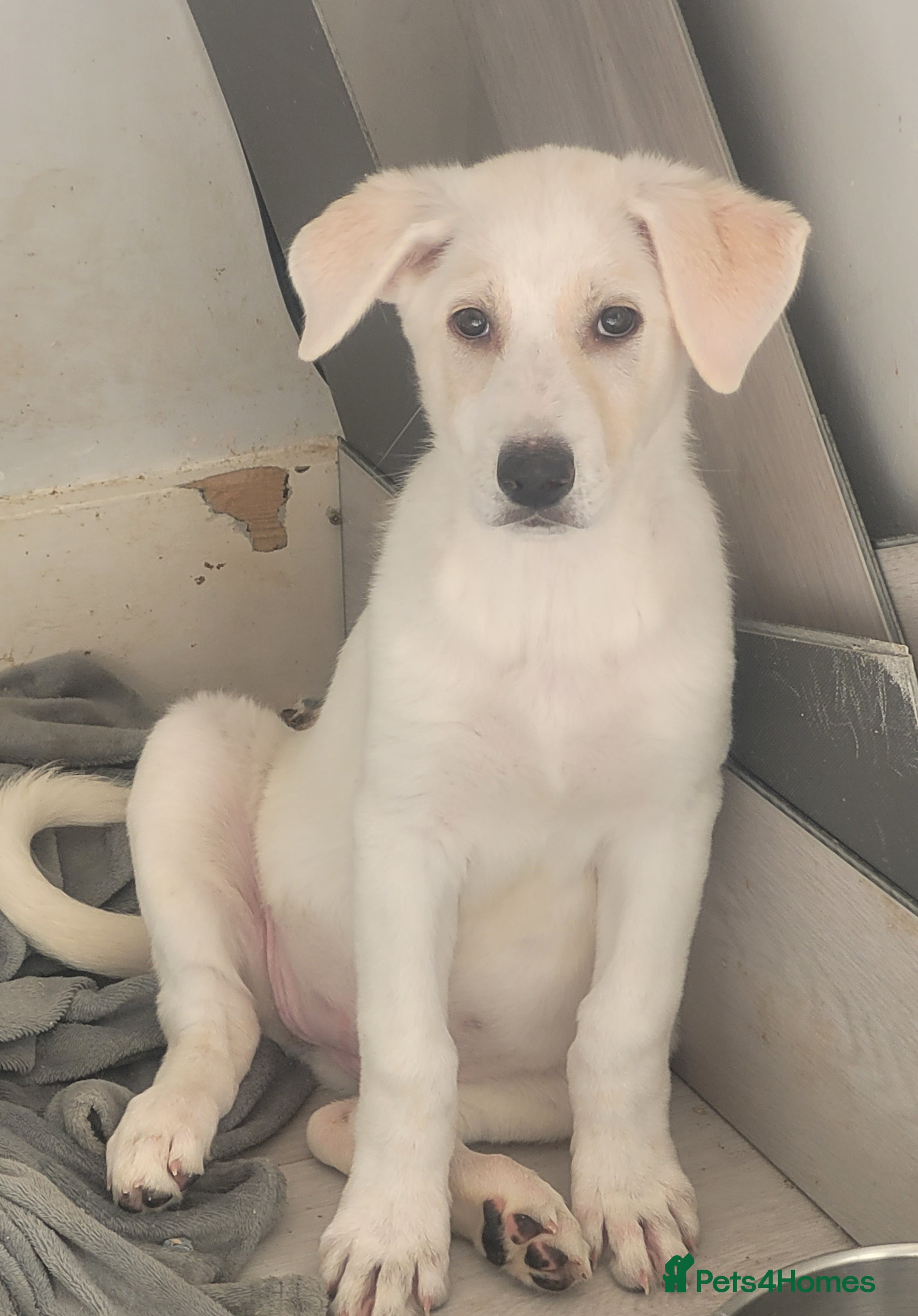 Mixed Breed dogs Golden shepherd - Advert 9