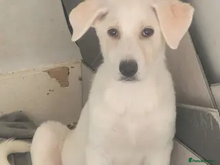 Mixed Breed dogs Golden shepherd - Advert 9