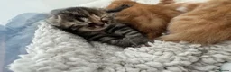 Mixed Breed cats for sale: Mother is a tortoiseshell - first litter  - Advert 8
