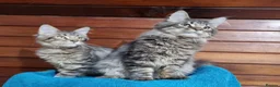 Maine Coon cats for sale: Registered Pedigree Maine Coon Kittens for sale  - Advert 16