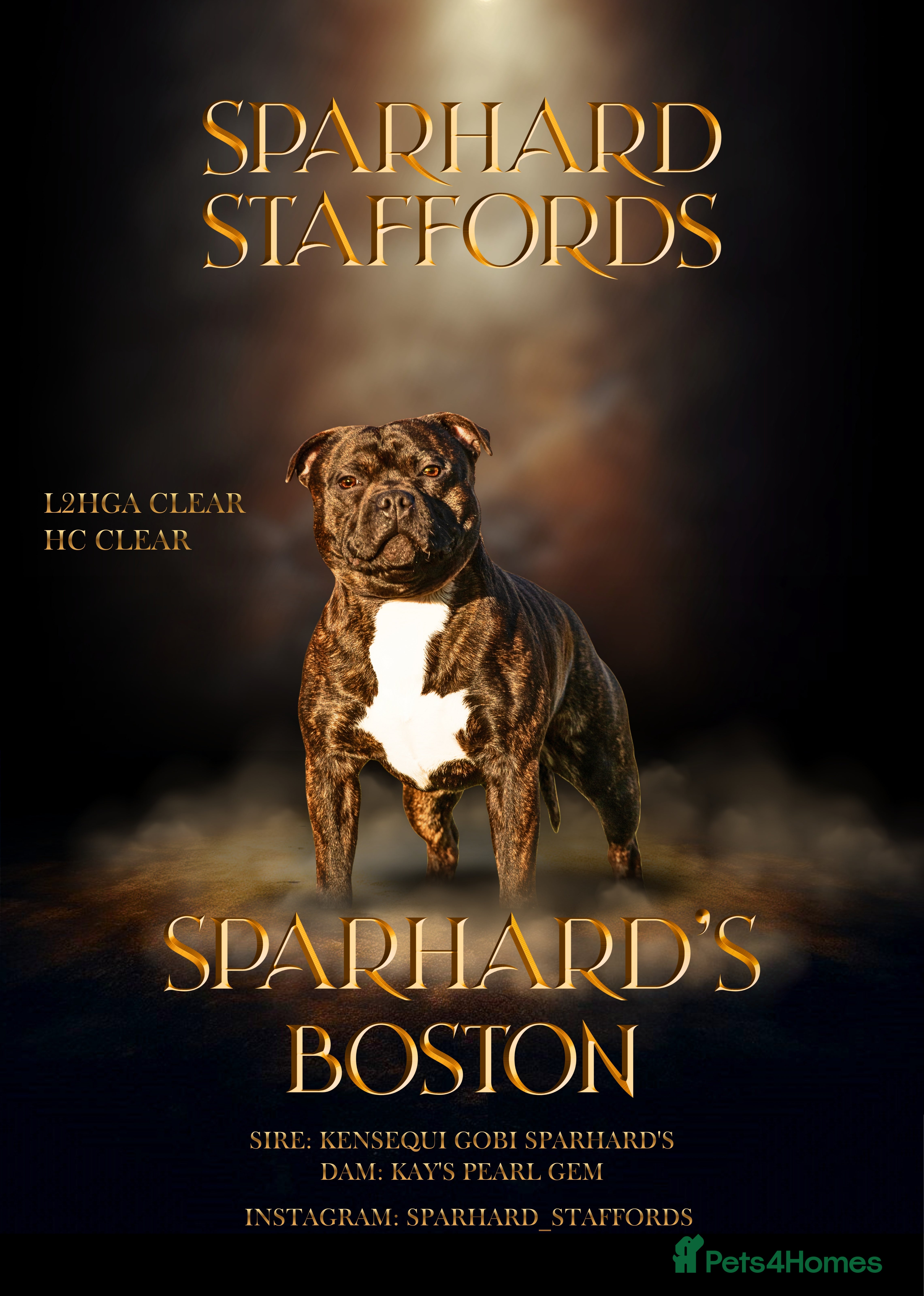 Staffordshire Bull Terrier dogs 🥨 Top Quality SBT Stud  - Advert 1
