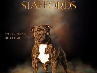 Staffordshire Bull Terrier dogs 🥨 Top Quality SBT Stud - Advert 11
